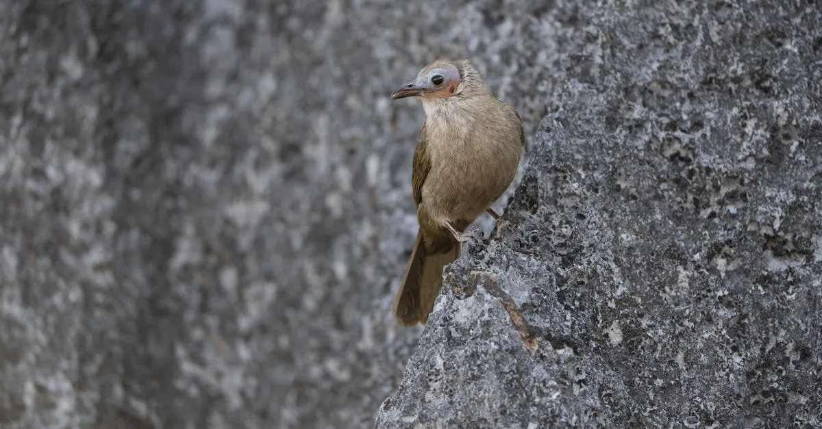 découvrez tout sur le martre, un petit mammifère carnivore au pelage dense, connu pour son agilité et sa présence dans les forêts européennes.