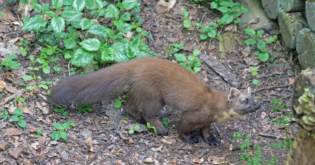 découvrez tout sur la martre, un petit carnivore agile et rusé vivant dans les forêts d'europe et d'asie. informations sur son habitat, son comportement et son alimentation.