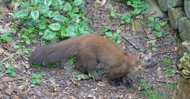 découvrez tout sur la martre, un petit carnivore agile et rusé vivant dans les forêts d'europe et d'asie. informations sur son habitat, son comportement et son alimentation.
