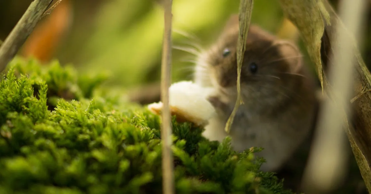 découvrez le dormouse, un petit rongeur nocturne au comportement unique et à l'habitat forestier. apprenez-en plus sur ses caractéristiques et son mode de vie.