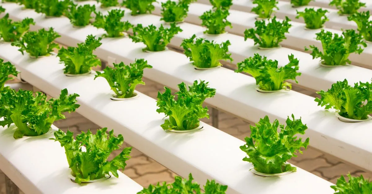 découvrez l'aquaponie, une méthode innovante combinant aquaculture et hydroponie pour cultiver des plantes et élever des poissons en symbiose écologique.