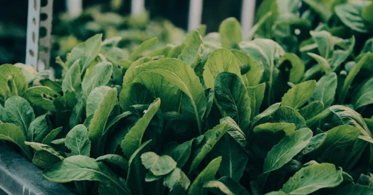 découvrez l'aquaponie, une méthode durable combinant aquaculture et hydroponie pour cultiver plantes et poissons de manière écologique et efficace.