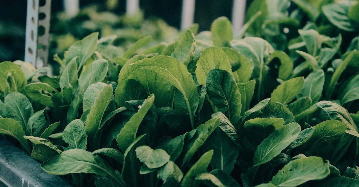découvrez l'aquaponie, une méthode durable combinant aquaculture et hydroponie pour cultiver plantes et poissons de manière écologique et efficace.
