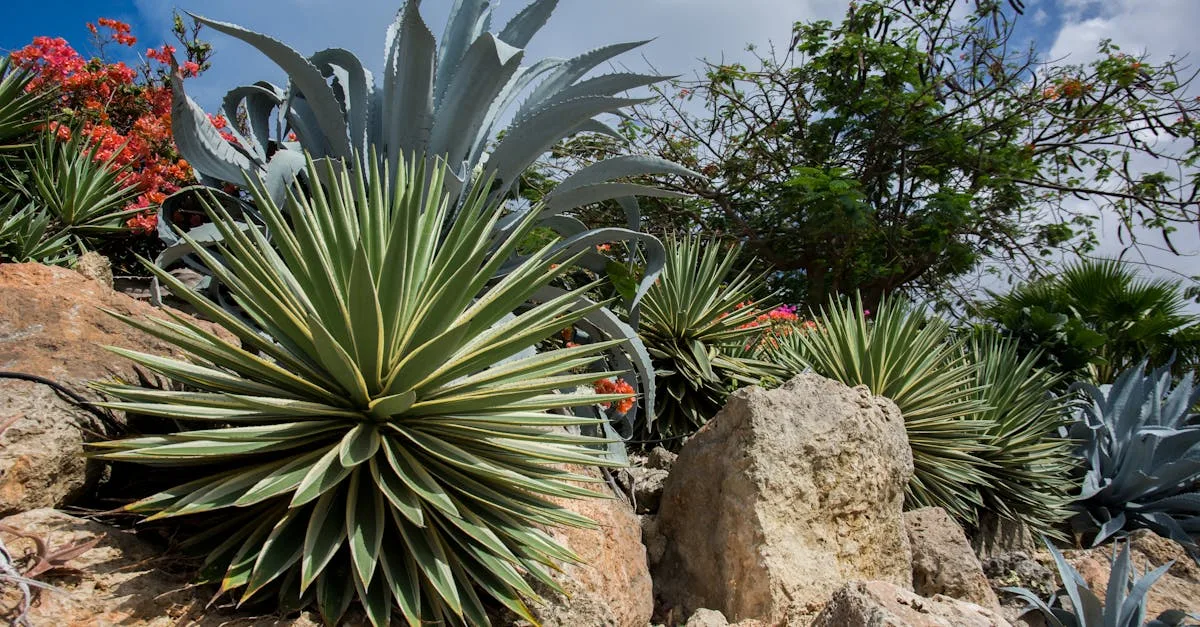 découvrez comment créer un jardin sec moderne et durable, idéal pour économiser l'eau tout en apportant beauté et biodiversité à votre extérieur.