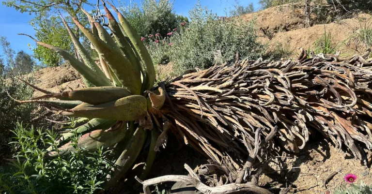 découvrez comment aménager un jardin sec, une solution esthétique et écologique adaptée aux régions arides et aux jardins nécessitant peu d'entretien.