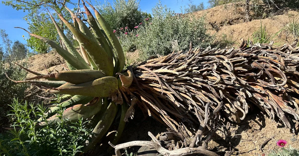 découvrez comment aménager un jardin sec, une solution esthétique et écologique adaptée aux régions arides et aux jardins nécessitant peu d'entretien.