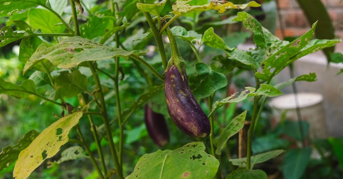 découvrez comment créer un jardin comestible alliant esthétique et fonctionnalité pour des récoltes savoureuses directement chez vous.