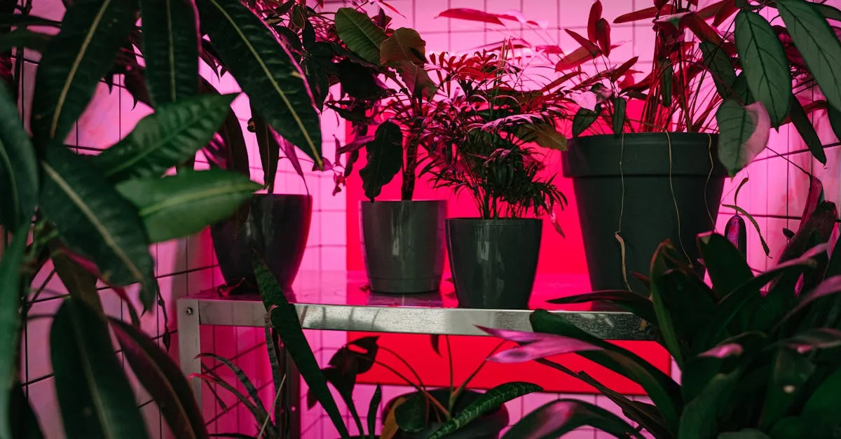 découvrez notre sélection de plantes d'intérieur pour embellir et purifier votre espace de vie avec style et simplicité.