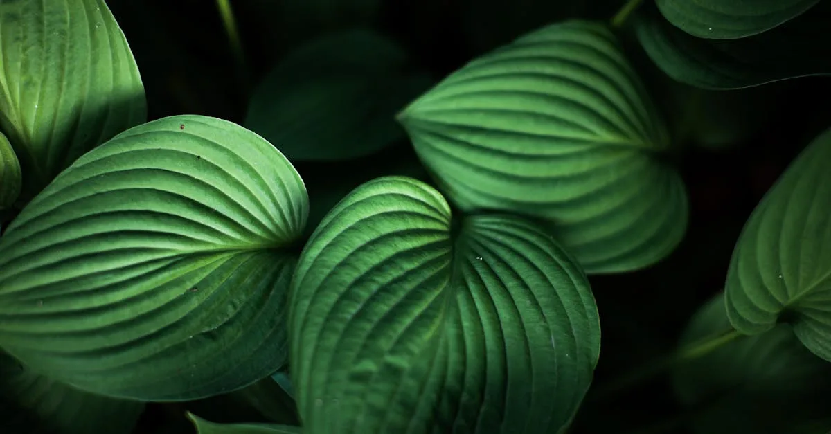 idées et conseils pour créer un jardin d'ombre harmonieux et attrayant, adapté aux plantes qui préfèrent la fraîcheur et l'ombre.