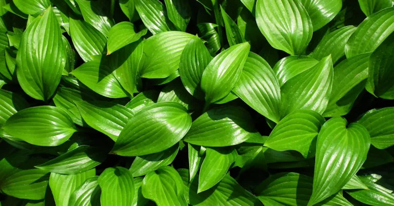découvrez des idées et conseils pour créer un jardin à l'ombre harmonieux et agréable, avec des plantes adaptées et un design élégant.