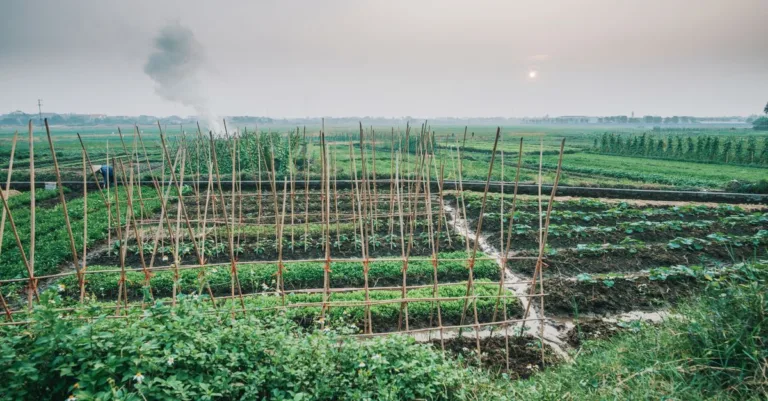 découvrez les principes et les pratiques de l'agroécologie pour une agriculture durable, respectueuse de l'environnement et bénéfique pour la biodiversité.