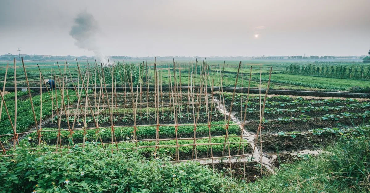 découvrez les principes et les pratiques de l'agroécologie pour une agriculture durable, respectueuse de l'environnement et bénéfique pour la biodiversité.
