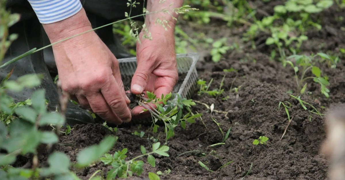 découvrez des conseils, astuces et techniques pour réussir votre jardinage, embellir votre espace extérieur et cultiver vos plantes avec passion.