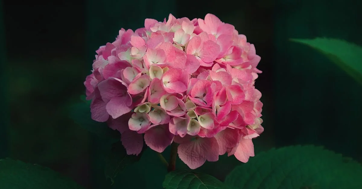 découvrez comment tailler les hortensias pour favoriser une floraison abondante et maintenir des plantes en bonne santé tout au long de l'année.