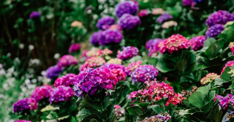 découvrez comment tailler votre hortensia pour favoriser une floraison abondante et maintenir un arbuste sain tout au long de l'année.