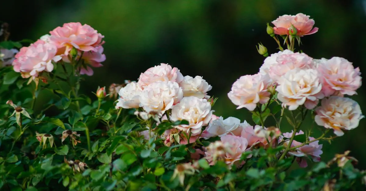 découvrez une sélection d'arbustes à fleurs nécessitant peu d'entretien, parfaits pour embellir votre jardin sans effort.
