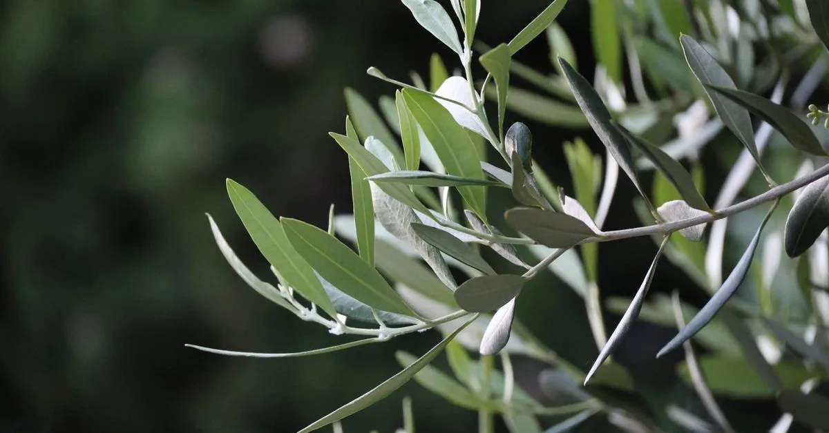 découvrez pourquoi les feuilles des oliviers tombent après l'hiver et comment prendre soin de votre arbre pour favoriser une nouvelle croissance saine au printemps.