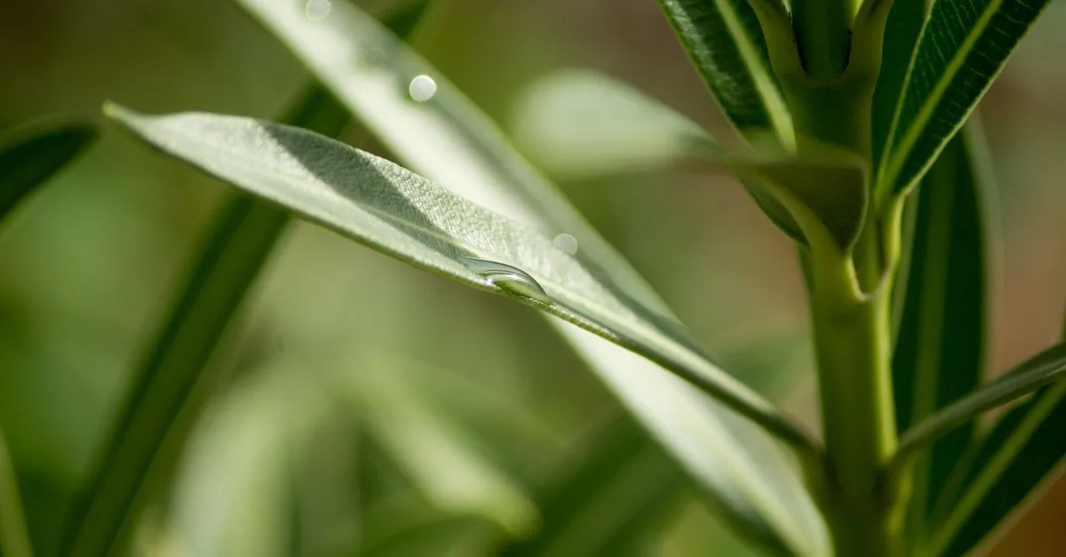 découvrez pourquoi les feuilles des oliviers tombent après l'hiver et comment prendre soin de votre arbre pour favoriser une bonne reprise au printemps.