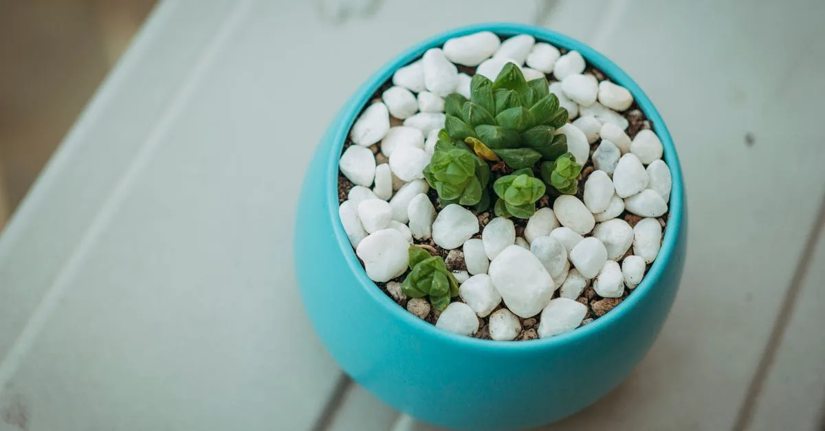 découvrez des idées inspirantes et des conseils pratiques pour aménager un petit jardin avec style et fonctionnalité.
