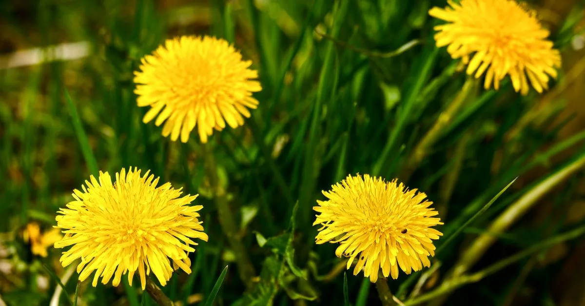 solutions efficaces pour le contrôle des mauvaises herbes : méthodes, conseils et produits pour un jardin propre et sain.