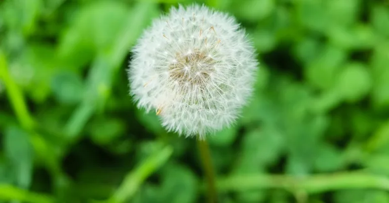 découvrez des méthodes efficaces et naturelles pour le contrôle des mauvaises herbes afin de protéger vos cultures et jardins tout en respectant l'environnement.