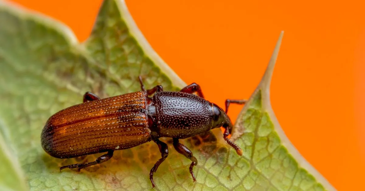 découvrez comment identifier et éliminer une infestation de lyctus, un insecte xylophage nuisible aux meubles et boiseries, afin de protéger votre maison efficacement.
