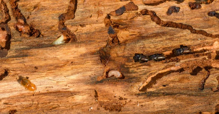 découvrez comment identifier et traiter une infestation de lyctus, ces insectes xylophages nuisibles qui endommagent le bois dans votre maison.