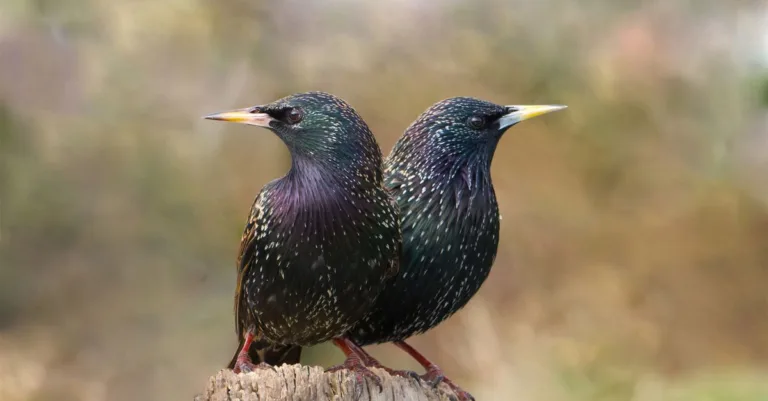 découvrez la période de migration des étourneaux, un phénomène naturel fascinant marquant leurs déplacements saisonniers.