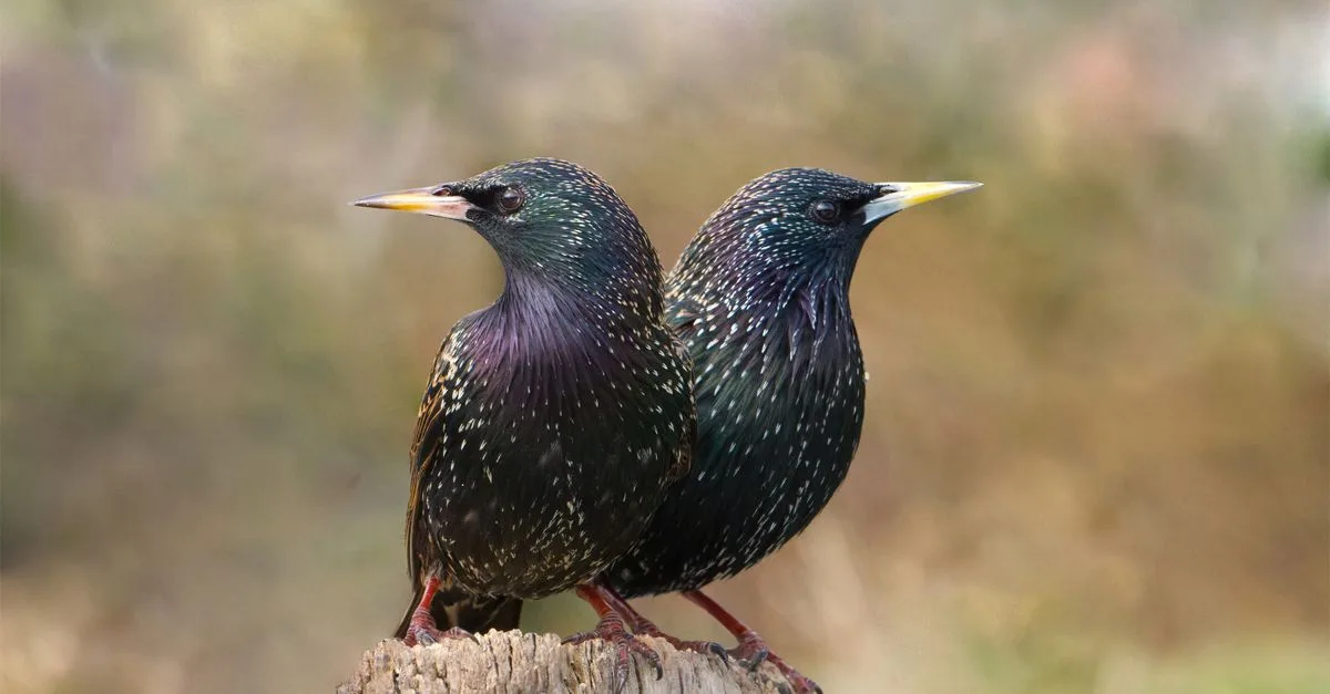 découvrez la période de migration des étourneaux, un phénomène naturel fascinant marquant leurs déplacements saisonniers.